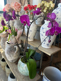 heart orchids